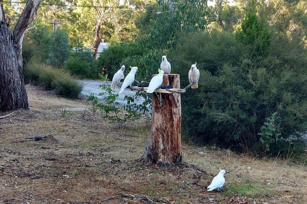 Cockatoo Cabin Halls Gap Zewnętrze zdjęcie