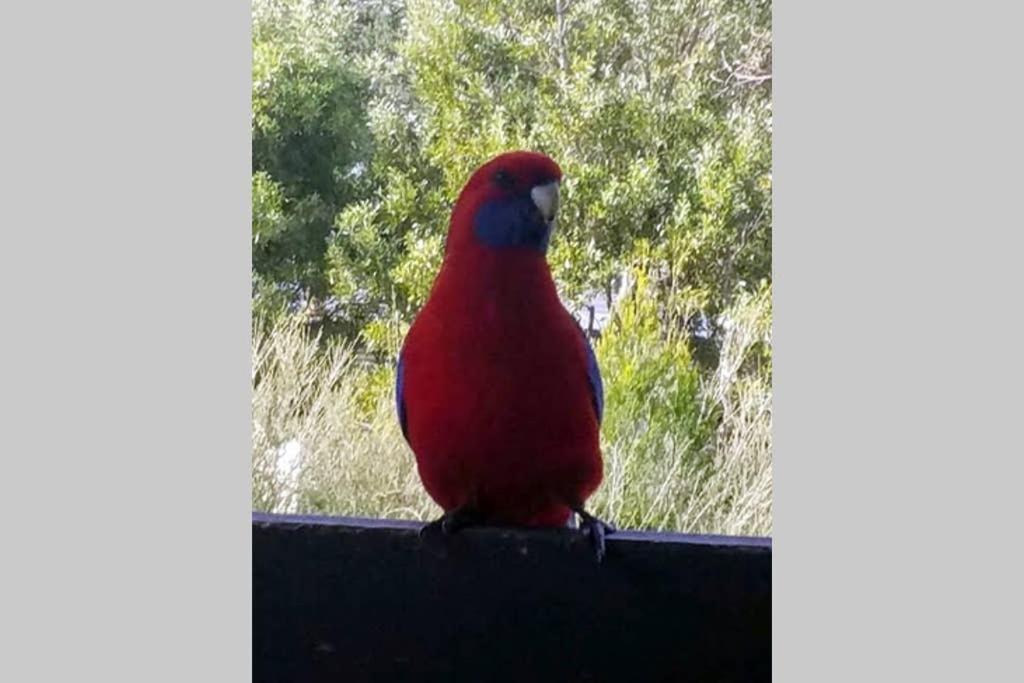 Cockatoo Cabin Halls Gap Zewnętrze zdjęcie