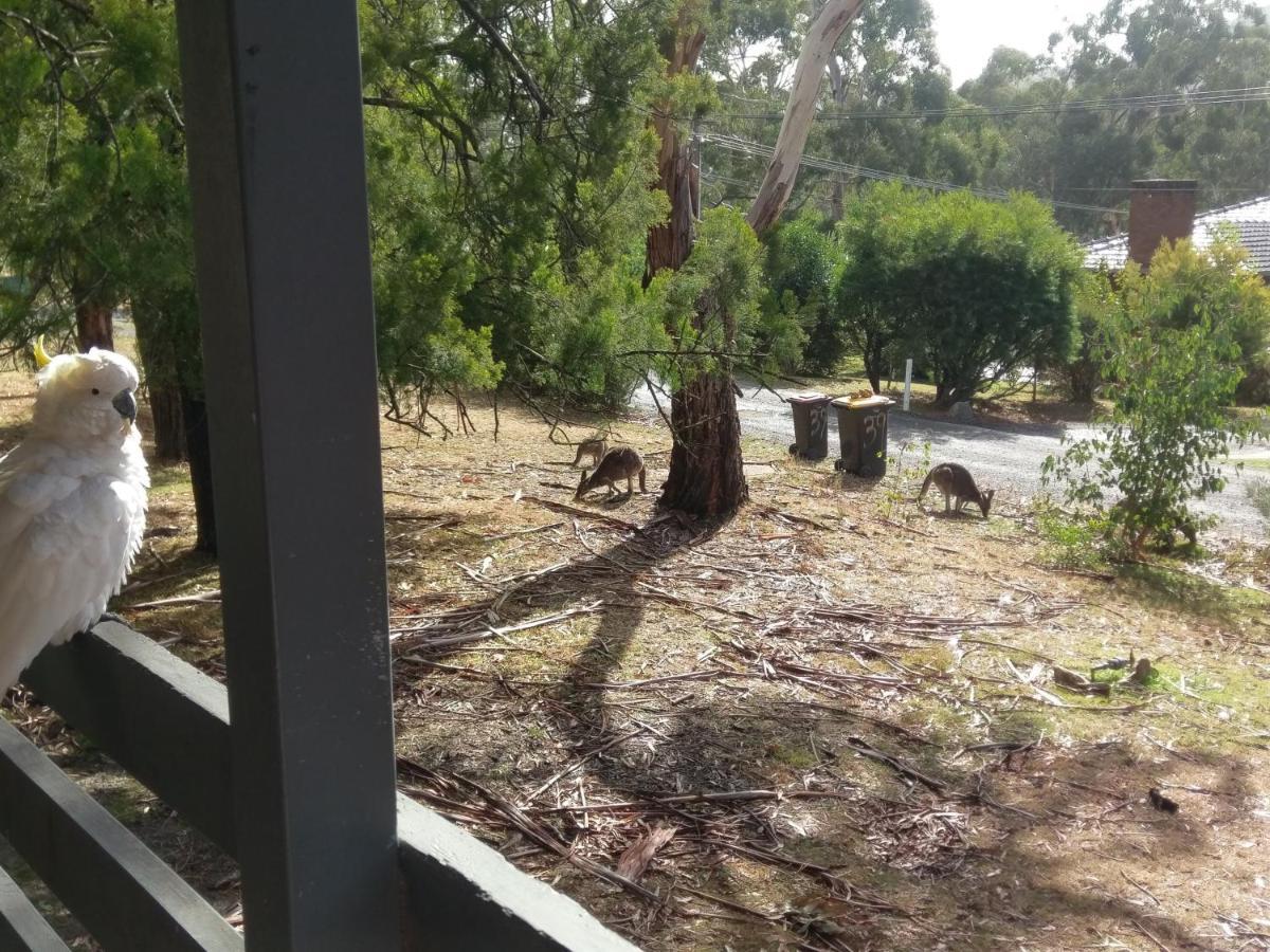 Cockatoo Cabin Halls Gap Zewnętrze zdjęcie